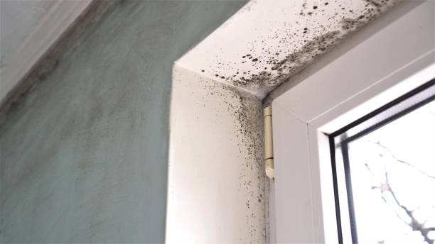 Professional Mold Removal in Renovo, PA